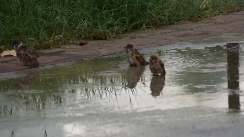 Birds walking and playing in puddle on a concrete road during rain. Stock Footage 340048945