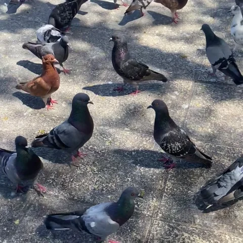 Birds walking around Stock Footage 237971452