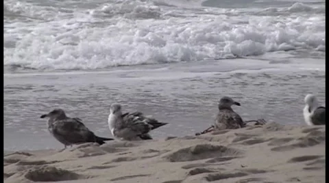 Birds walking in the beach Video stock 7728061