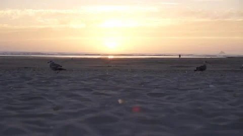 Birds walking on the beach at sunset Stock Footage 52293763