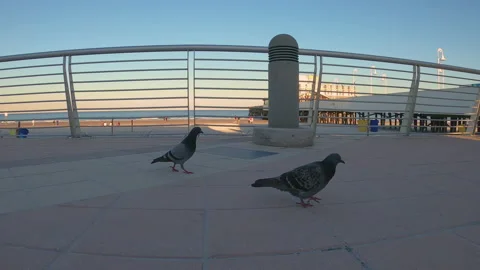 Birds Walking Boardwalk Stock-Footage 155168929