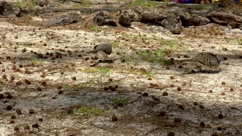 Birds walking in the forest Video stock 169974048