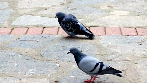 Birds walking on the ground Stock Footage 169249245