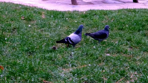 Birds walking in the park Stock Footage 169248738