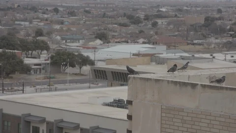 Birds walking on a rooftop ledge, overlooking Midland Texas Video stock 88155890