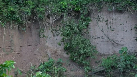 Birds on the wall Stock Footage 103044906