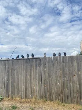 Birds on wall Stock Photos