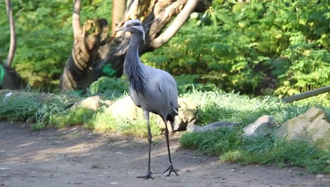 Birds Wandering about Video stock 2391310
