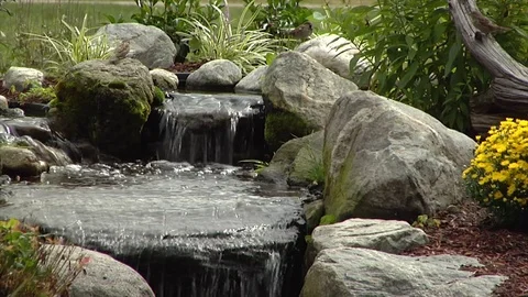 Birds washing in brook closeup Stock Footage 72575332