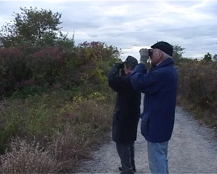 Birds watching Stock-Footage 49215847