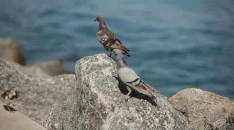 Birds by Water 스톡 동영상 7132286