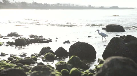 Birds in the water Stock-Footage 56231918