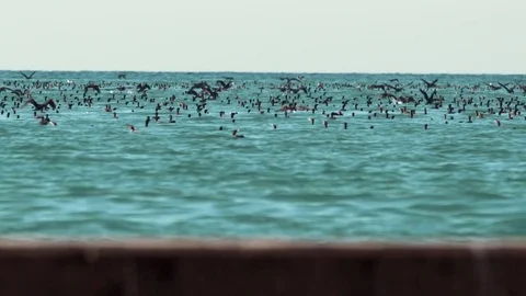 Birds on the water Video stock 74752673