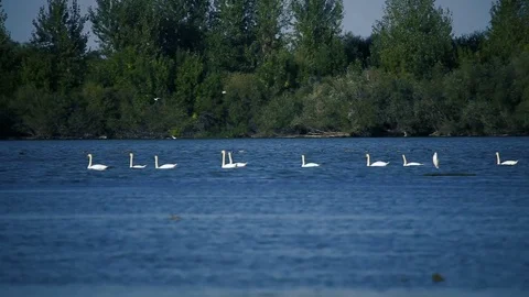 Birds on the water Vidéo 80082285