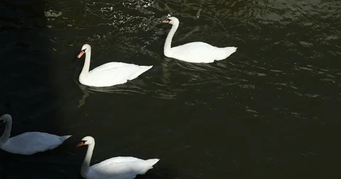 Birds in the Water Stock Footage 95210693