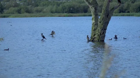 Birds in the water 스톡 동영상 115964115