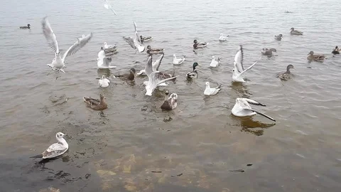 Birds in water Video stock 122823464