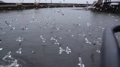 Birds in the water 스톡 동영상 124291213