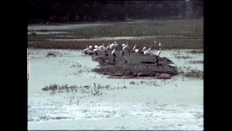 Birds on Water Video stock 276293154