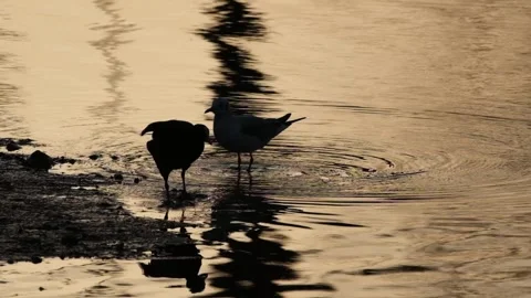 Birds on water Video stock 276579312