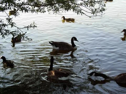 Birds On Water Stock Photos