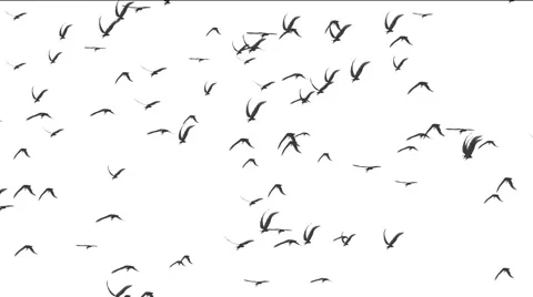 Birds white background Video stock 63537173