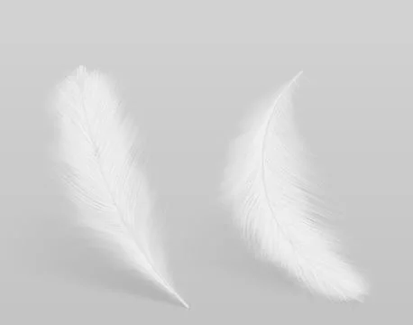 Birds white feathers isolated vector illustration Stock-Illustration