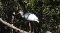 Birds white ibis fly's off tree limb in shade h264 HD Footage