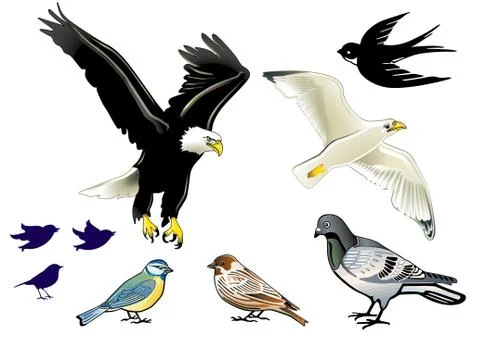 Birds on white Stock Illustration