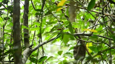 Birds in the wild Stock Footage 83542578