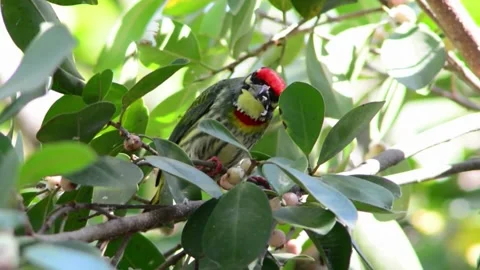 Birds in the wild Video stock 221664086