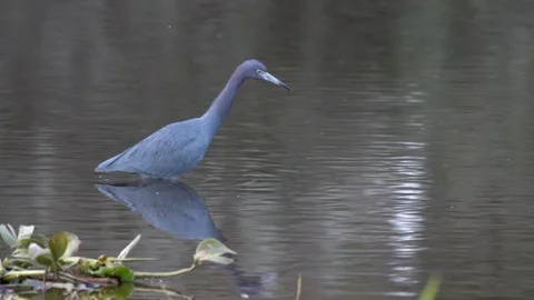 Birds Wildlife Stock Footage 102413856