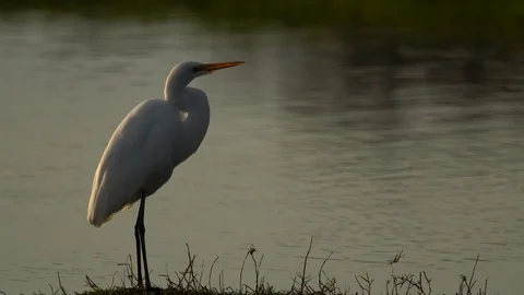 Birds Wildlife 스톡 동영상 102446080