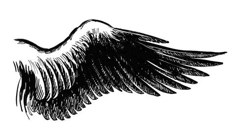 Bird's wing Stock Illustration