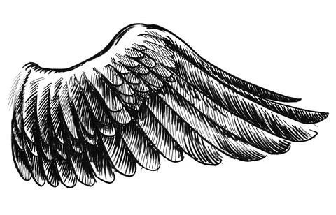 Bird's wing Illustrazione stock