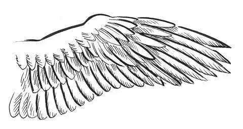 Bird's wing Stock Illustration