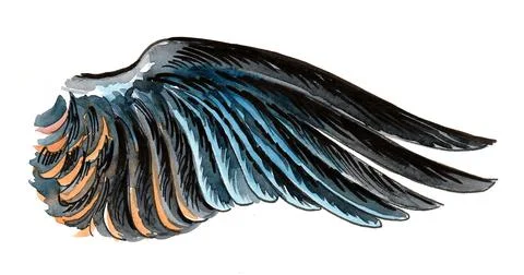 Bird's wing Illustrazione stock
