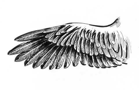Bird's wing Stock Illustration