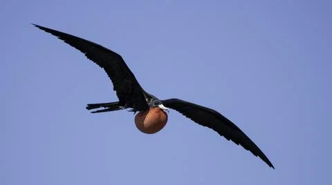 Birds of the wing Stock Photos