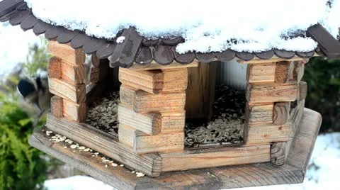 Birds in winter Stock Footage 10826929