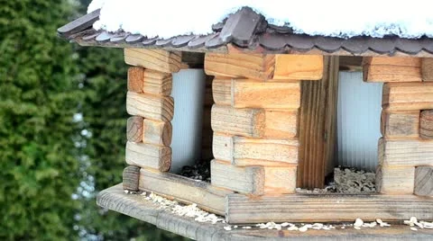 Birds in the winter Stock Footage 10826936