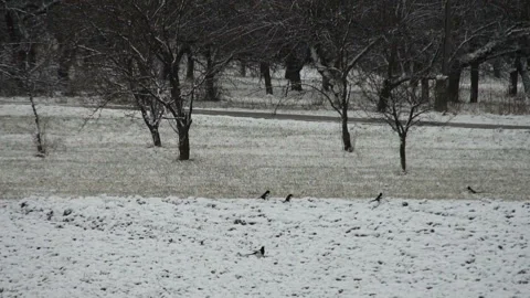 Birds at the winter Stock Footage 91333712