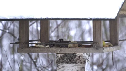 Birds in winter forest Stock Footage 70319183