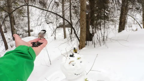 Birds in the winter forest Stock Footage 167298265
