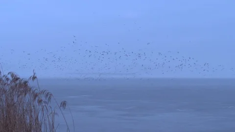 Birds winter lake Stock Footage 102947989
