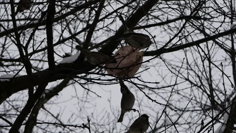 Birds on a winter lunch date Stock Footage 85695389