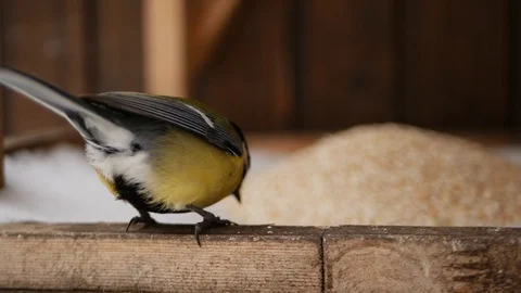 Birds on a winter lunch date Stock Footage 85698271