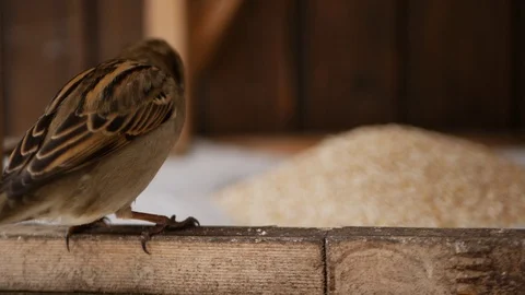 Birds on a winter lunch date Stock Footage 85698525