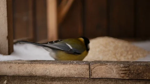 Birds on a winter lunch date Stock Footage 85699461