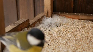 Birds on a winter lunch date Stock Footage 85702035